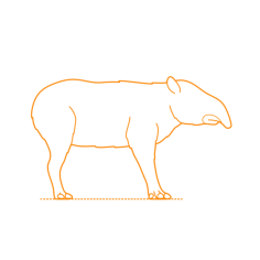 Animals Tapirs Mountain Tapir Outline Svg Vector, Free Vectors File
